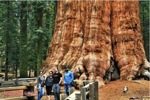 世界上最大的树 谢尔曼将军树有200多万片树叶 