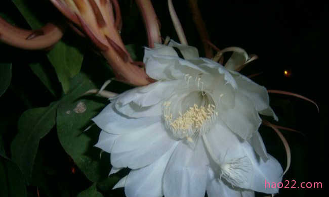 十朵在夜晚盛开的最美丽花朵 茉莉花位居榜首 