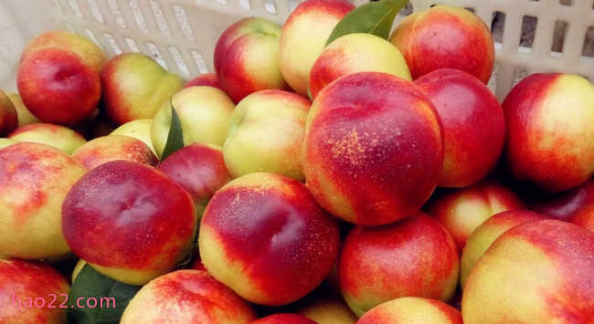 国内十大最好的油桃品种 什么油桃大又甜品种好  第6张