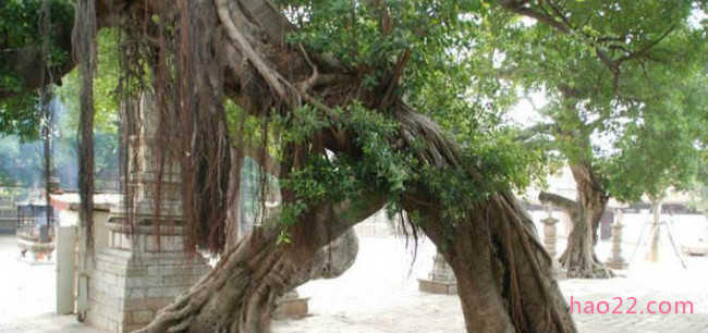 中国神话十大神树 扶桑树连接着人冥神三界大门  第9张