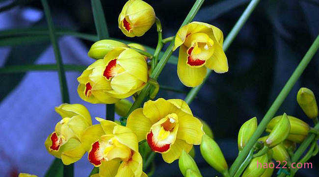 世界十大最美丽的兰花 十大名兰花是哪几种  第2张