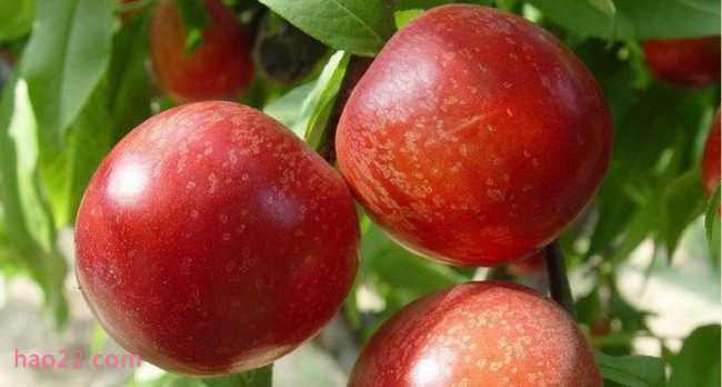 国内十大最好的油桃品种 什么油桃大又甜品种好  第7张