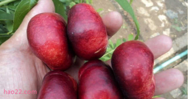 国内十大最好的油桃品种 什么油桃大又甜品种好  第4张