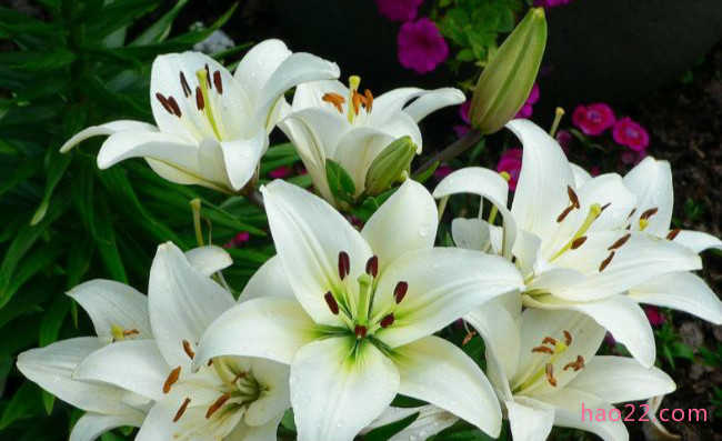 十朵在夜晚盛开的最美丽花朵 茉莉花位居榜首  第6张