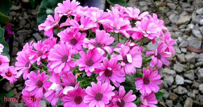 十大最耐寒的花卉 冬季最耐寒好养的花  第6张