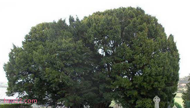 全球十大寿命最长的植物 龙血树只排倒数第三  第4张