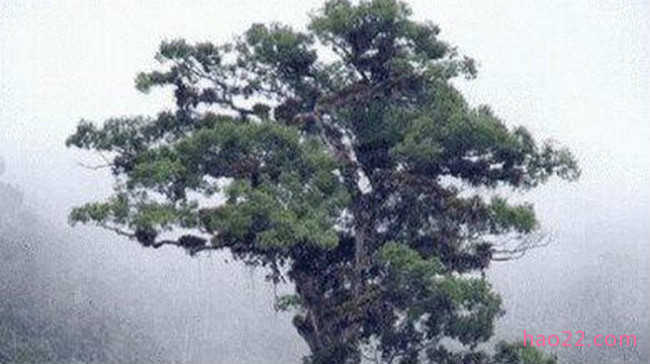 世界上最长寿的树排名(世界最长寿的树排行）