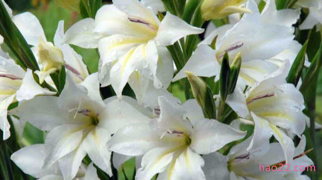 十朵在夜晚盛开的最美丽花朵 茉莉花位居榜首  第7张