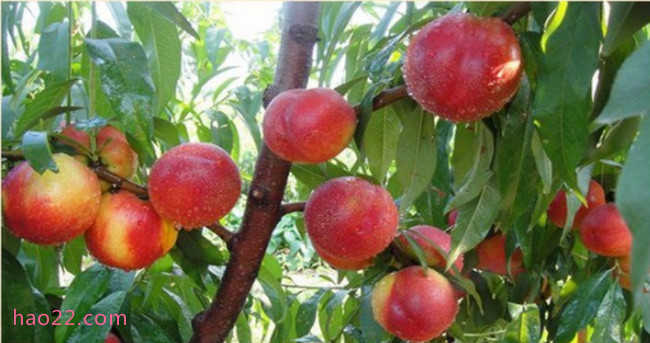 国内十大最好的油桃品种 什么油桃大又甜品种好  第2张