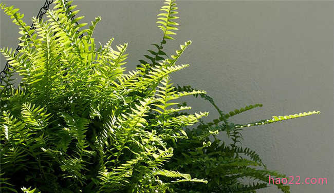 净化空气的植物排名 净化空气的植物有哪些 