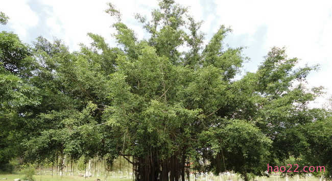 中国神话十大神树 扶桑树连接着人冥神三界大门  第3张