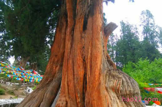 中国十大名树 世界柏树之父轩辕柏有5000多年的历史 