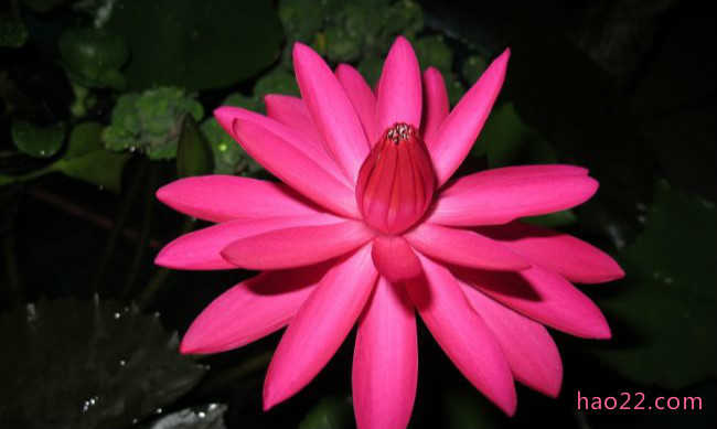 十朵在夜晚盛开的最美丽花朵 茉莉花位居榜首  第8张