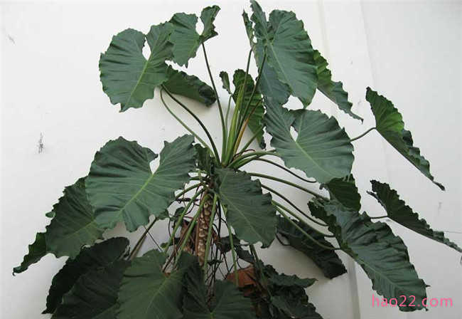 十大可祛除甲醛的植物排名 室内除甲醛植物有哪些  第3张