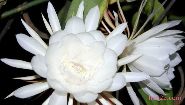 十朵在夜晚盛开的最美丽花朵 茉莉花位居榜首  第9张