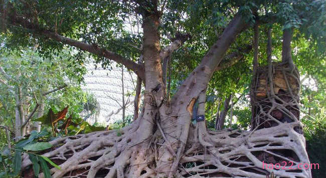中国神话十大神树 扶桑树连接着人冥神三界大门  第8张