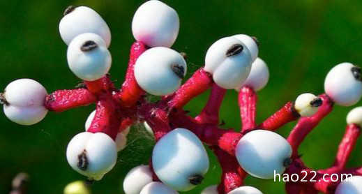 世界上最神奇的植物 尸臭魔芋（7年开一次花） 