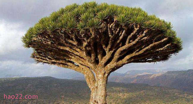 全球十大寿命最长的植物 龙血树只排倒数第三  第3张