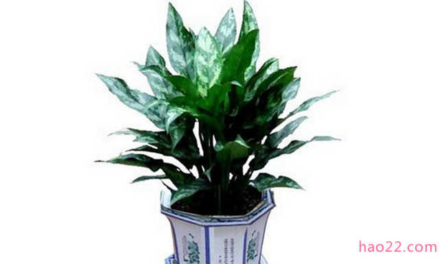 适合室内养的植物有哪些 十大室内最好养的植物排名 