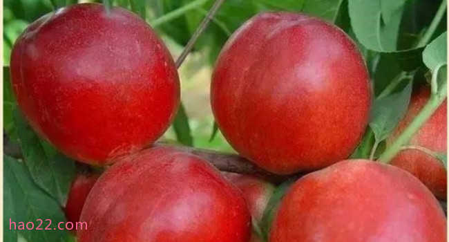 国内十大最好的油桃品种 什么油桃大又甜品种好  第1张