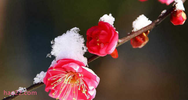 中国传统十大名花 牡丹竟仅排第二  付费梯子 第10张