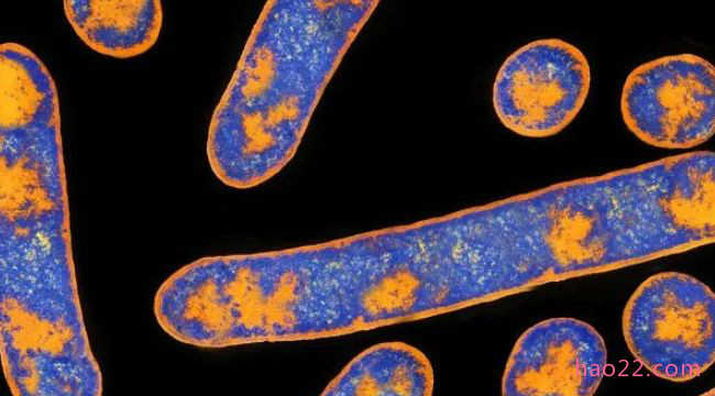 世界上最危险的10种细菌(世界上最可怕的15种细菌排名）
