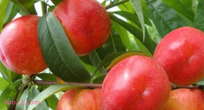 国内十大最好的油桃品种 什么油桃大又甜品种好  第8张